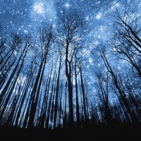 a forest of stars