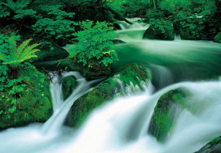 green mountain stream - surf, mountain, trees, popular, forests, stream, waterfalls, tropical, wallpaper, nature, forest, green