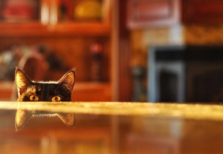 Little Spy - marvellous, animals, eyes, room, great, feline, amazing, table, adorable, wallpaper, stunning, little spy, curious, kitten, beautiful, animal, sweet, fantastic, nice, kittens, wonderful, super, pretty, cute, skyphoenixx1, cat, kitty, outstanding, living room, picture, cats, awesome, photo