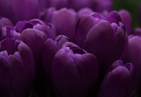 Everything you see is Purpleâ™¥ - purple, magnificent, tulips, flowers, spring, love, nature, forever