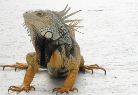 *** Iguana ***