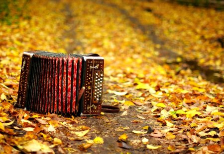 The Sound of Autumn - beauty, autumn, street, photography, music, leaf, autumn leaves, path, carpet of leaves, road, just music, fall, pretty, romance, lovely, nature, pathway, autumn colors, romantic, alley, beautiful, leaves, accordion, streets, autumn carpet