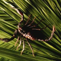 Scorpio