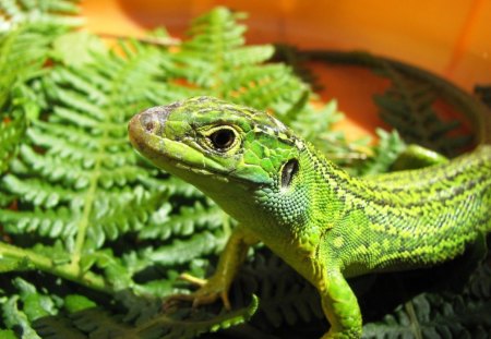 *** Green Lizard *** - zwierzeta, zielona, jaszczurka, gady, jaszczury