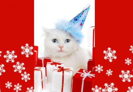 Christmas kitten - cat, holiday, christmas, kitten