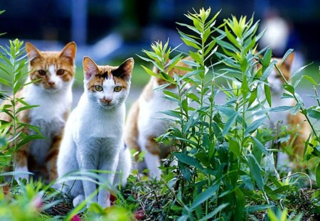 Cats in the garden - cat, animal, cute, kitten