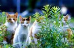 Cats in the garden