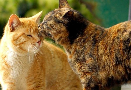 Cats in love - cat, animal, cute, kitten