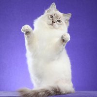 Ragdoll cat