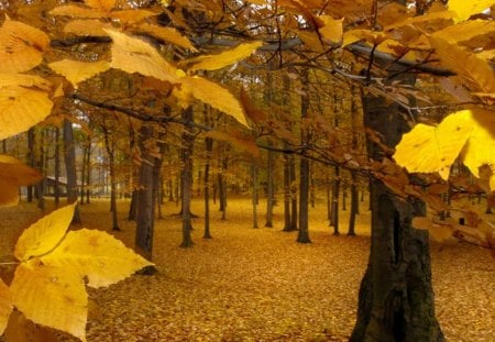 Golden Autumn - autumn, trees, forests, popular, wallpaper, leaf, nature, forest, yellow, golden, tree