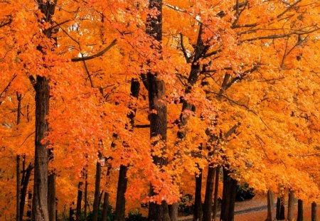 Golden Autumn 2 - nature, autumn, forest, yellow, golden, tree, leaf