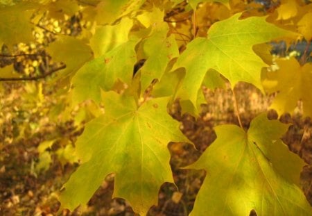 Golden Autumn 3 - nature, autumn, forest, yellow, golden, tree, leaf