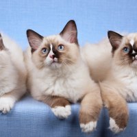 Three ragdoll cats