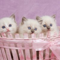 Lovely kittens