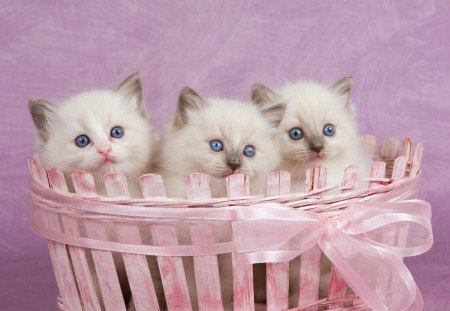 Lovely kittens - animal, baby, kitten, cat, ragdoll