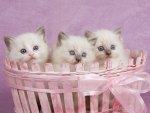 Lovely kittens