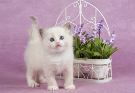 Ragdoll baby - animal, kitten, ragdoll, baby, cat