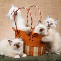 Lovely ragdoll kittens