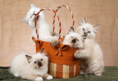 Lovely ragdoll kittens - animal, kitten, ragdoll, baby, cat