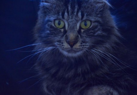 Maine coon