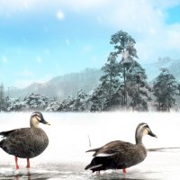 Ducks on Ice