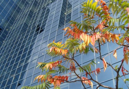 Autumn in the city - architectures, town, modern, autumn, leaf, rust, glass