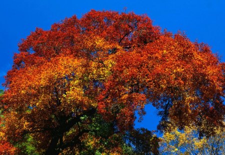 Rusty tree - nature, autumn, rusty, forest, leaf, tree