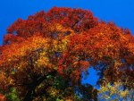 Rusty tree