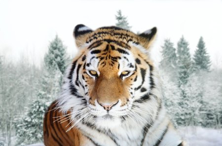 Amur Tiger (Siberian Tiger) - felines, wild, cats, tiger, big cat