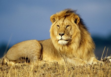 Majestic King - felines, cats, big cat, wild, lion