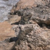 Iguanas on Isla Mujeres