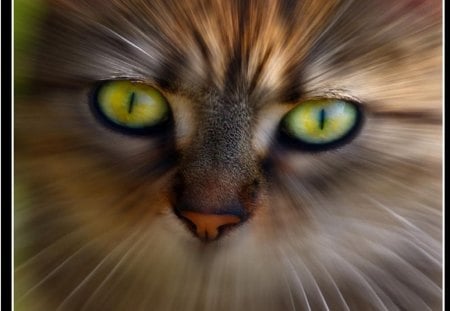 Cat eyes - eye, animal, kitten, cat