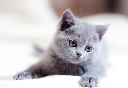 Gray kitten - cat, animal, gray, kitten