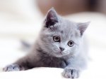 Gray kitten