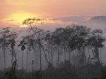 dawn in a peru jungle