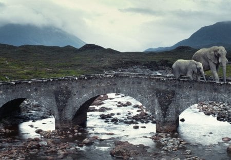 elephants on a bridge - hill, elephants, river, bridge, rocks