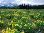 field of arrowleaf and balsamroot at the tetons