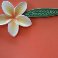 Frangipani