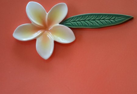 Frangipani - pretty, flower, frangipani, photography