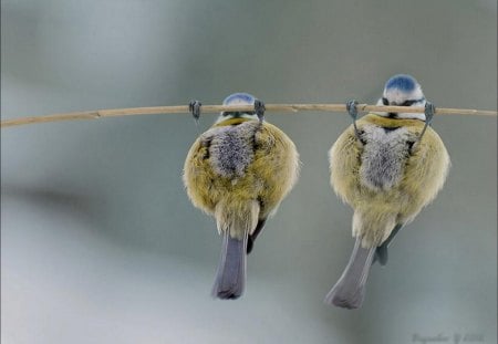 pullup birds - abstract, birds, animals, funny