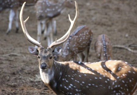 The Buck Stops Here - buck, animal, antlers, white-tailed deer