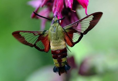 Hummingbird Clearwinged Moth