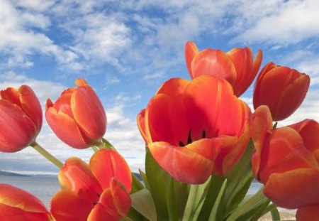 Colorful Tulips - flowers, sky, nature, tulips