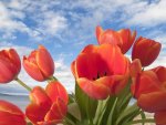 Colorful Tulips