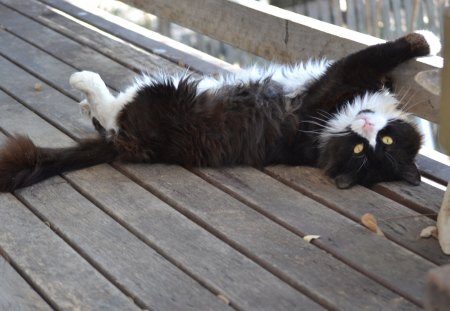 Chubs awakens - adorable, cat, fur family, photography, cute