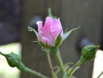 Pink rose bud a gift from my sister Kay.