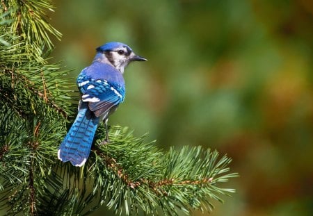 *** Colorfully feathered jay *** - ptaki, sojka, zwierzeta, blekitna