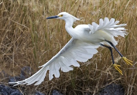 *** Dignified white heron ***