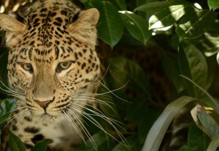 *** Leopard *** - zwierzeta, roslinnosc, ladowe, jaguar