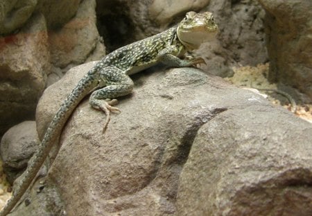 *** Grey lizard on a rock *** - kamien, jaszczurka, gady, zwiwrzeta